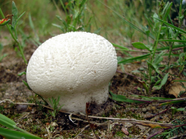 Мицелий Головача круглого / Дождевик заячий (Calvatia utriformis)